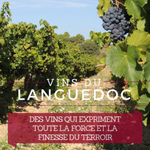De Grands Vins du Minervois et Languedoc plein de force et de finesse @ChateaudeParaza