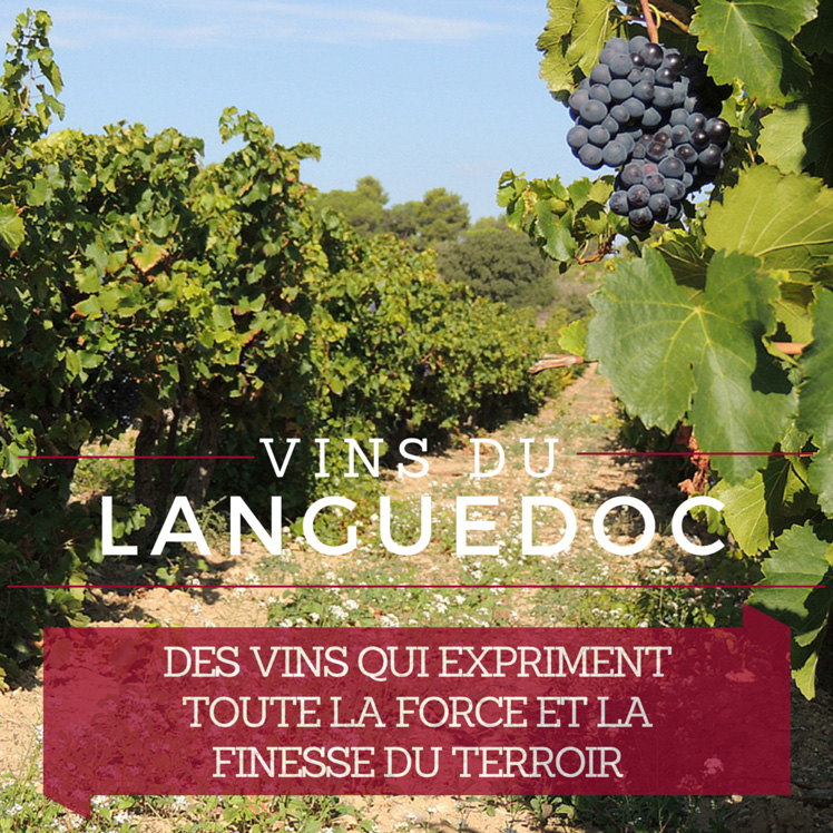 Vins-du-Languedoc_terroir_secret_fr