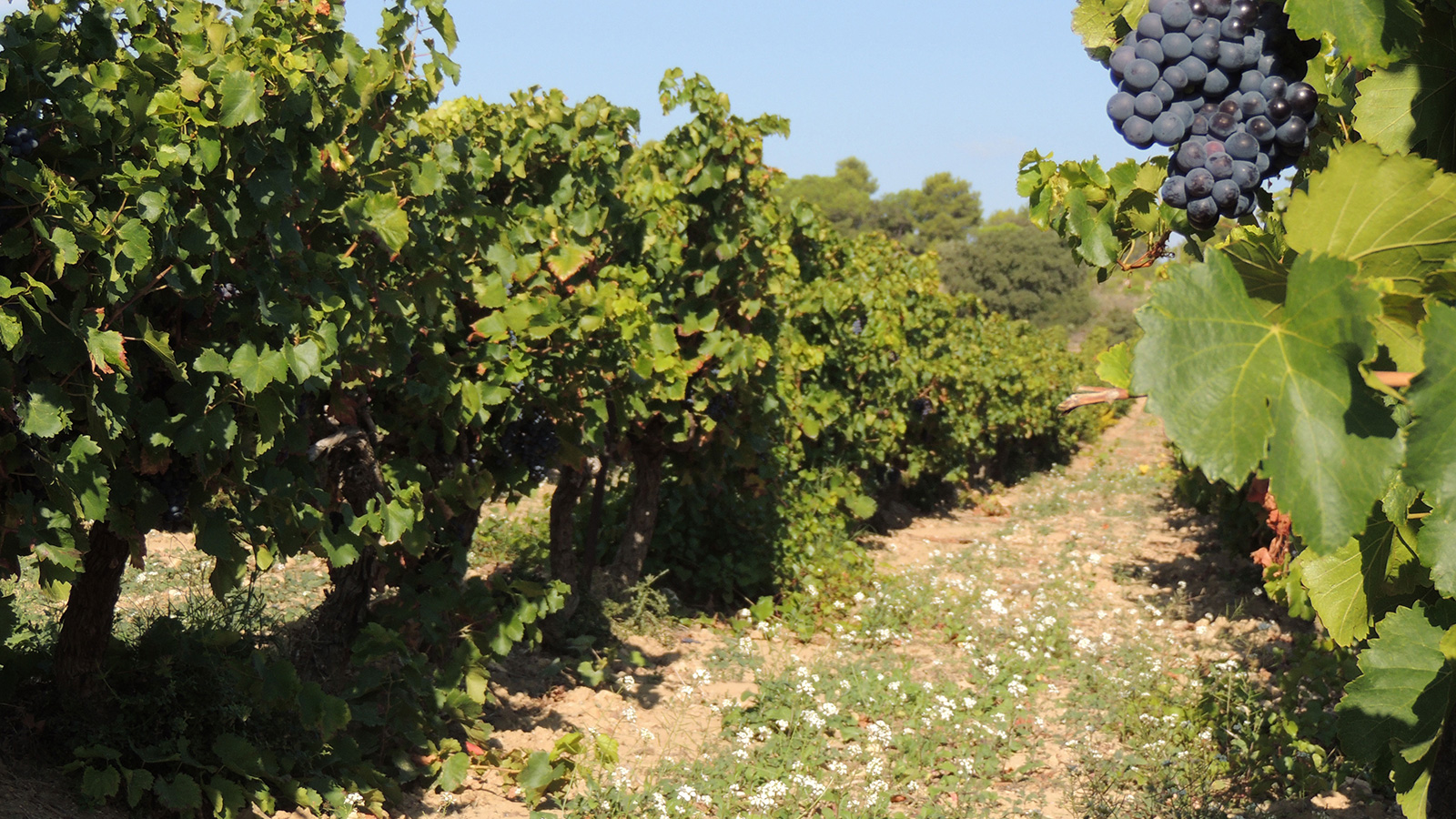 notre terroir