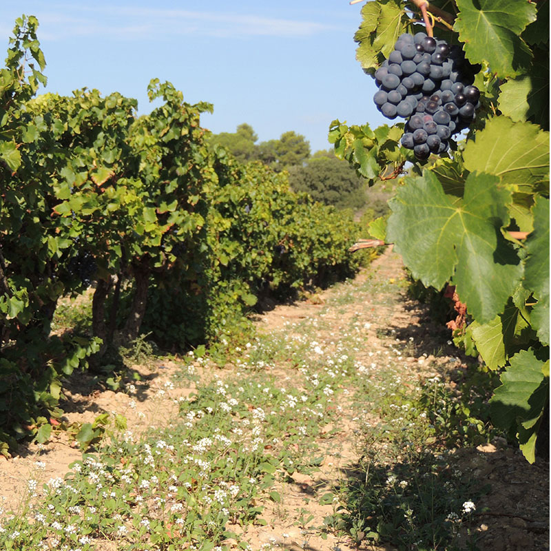 Vignes_Accueil