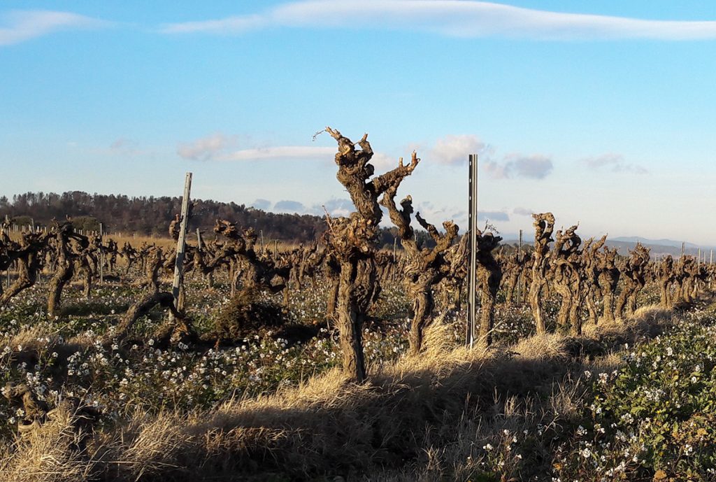 vieilles vignes grenache