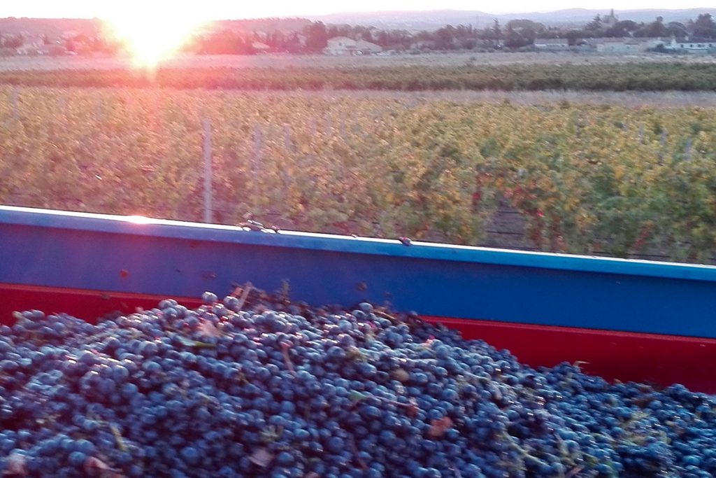 Fin des vendanges 2016