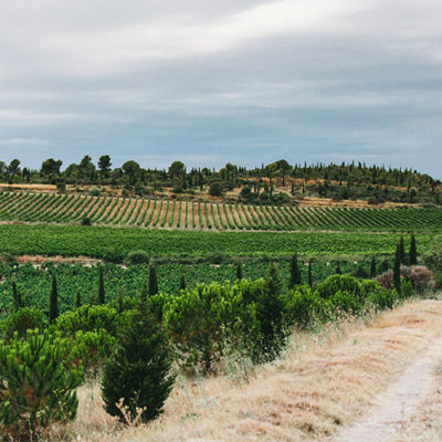 vignes Vignes du château