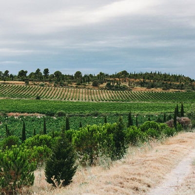 Vignes du château