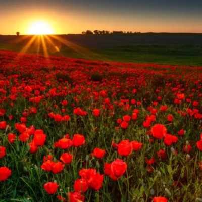 coquelicot coquelicot