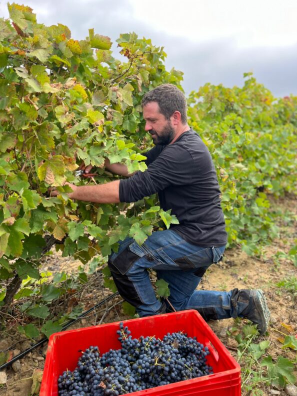 PARAZA_Vendanges millésime 2024 mathieu le vigneron qui récolte le raisin durant les vendanges, pour les futures ventes et dégustation des vins du Minervois