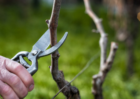 image-3 vine pruning