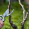 vine pruning