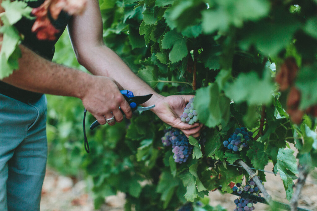 Chateau De Paraza_1200 vente de vins du Minervois